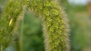 Щетинник Лисий хвост. Декоративные злаки для сада