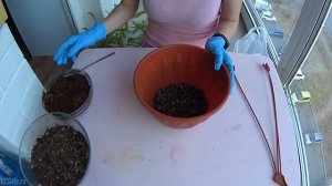 Пересадка огромного непентеса!  Размножение детками и немного об уходе! Цветок-хищник Nepenthes!