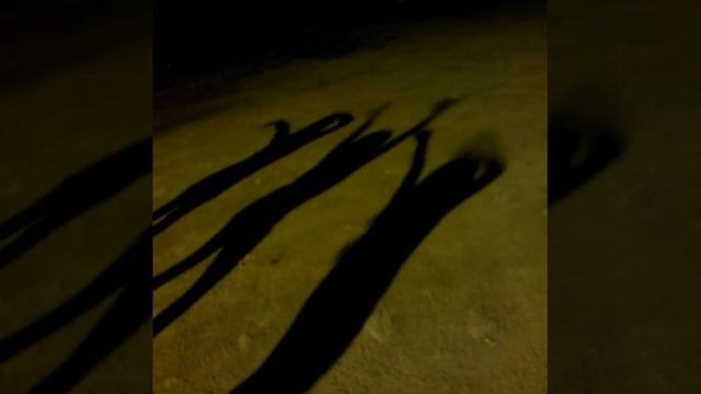 Прогулка перед сном!!!!