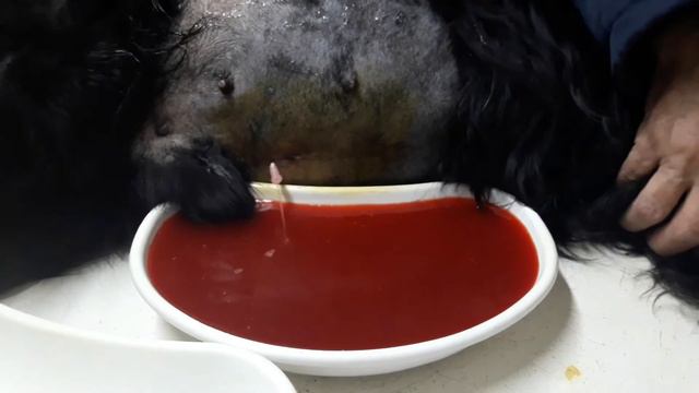 Асцит (водянка) у собаки. Спаниель 12 лет. смотреть онлайн