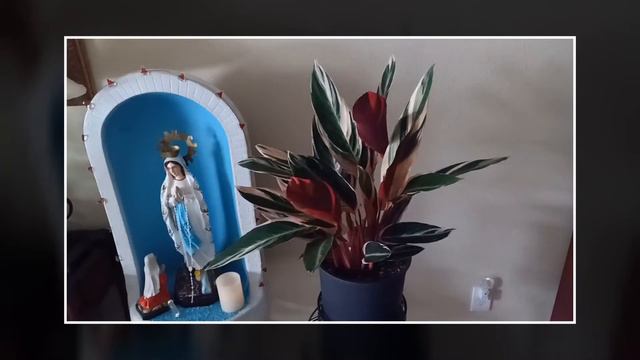 Stromanthe Triostar Time Lapse смотреть онлайн