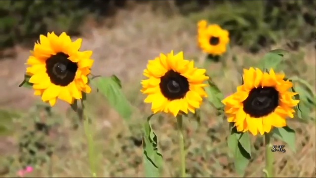 El Pasador. Bamba Dabam смотреть онлайн