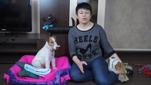 ПРИУЧЕНИЕ ЩЕНКА К ПЕЛЁНКЕ//ЩЕНКИ ЖЕСТКОШЕРСТНОГО ФОКСТЕРЬЕРА смотреть онлайн