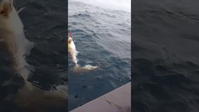 морская рыбалка 2023/баренцево море смотреть онлайн