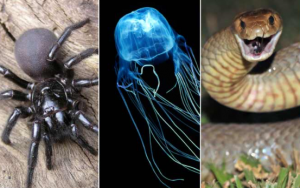 Интересные Факты. Самые маленькие и смертоносные животные в мире