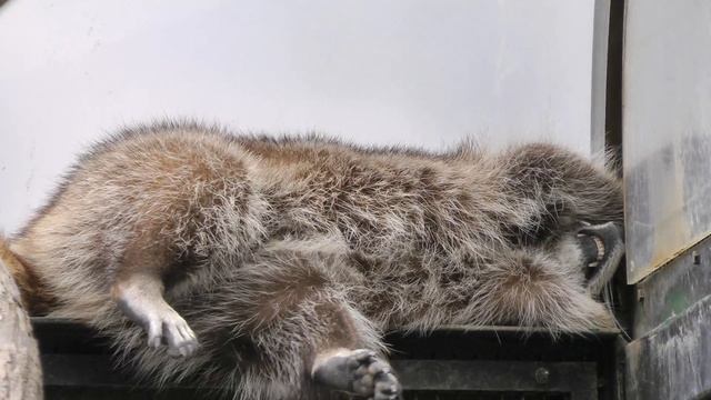 енот спит и видит сны смотреть онлайн