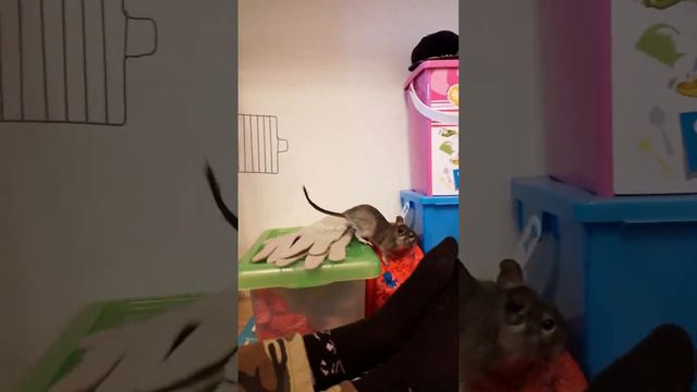 УХОД ЗА ДЕГУ | Чилийская белка дегу | смотреть онлайн