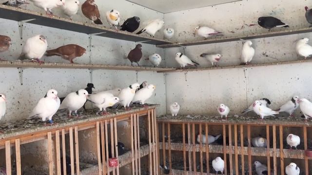 #Pigeons.Про окрас и определение летних качества голубей по костям. смотреть онлайн