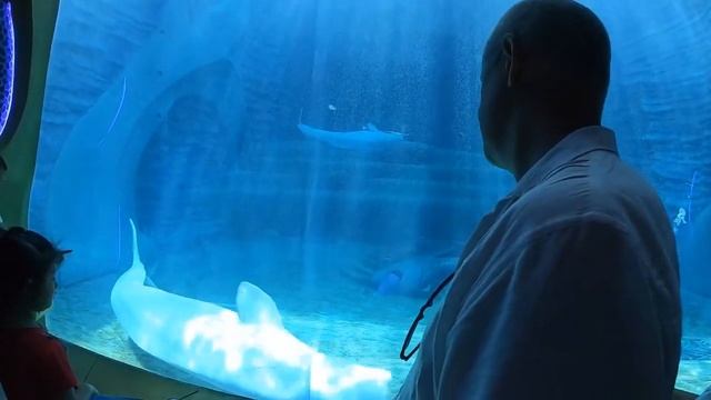 Санья #7 Самостоятельно в океанариум, аквапарк Атлантис. Шоу с русалками. Atlantis Hotel Sanya/ смотреть онлайн