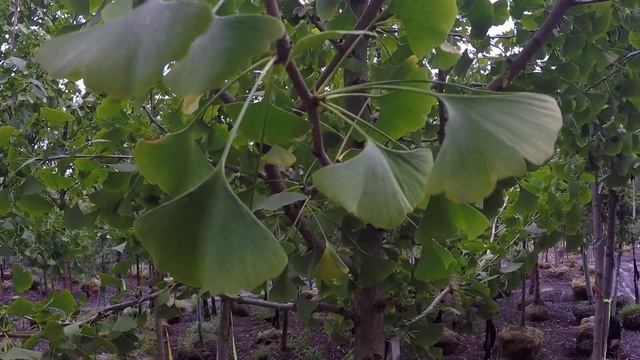 #TreeTipTuesday - Ginko Biloba Tree