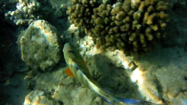 Самка перистохвостого хейлина смотреть онлайн