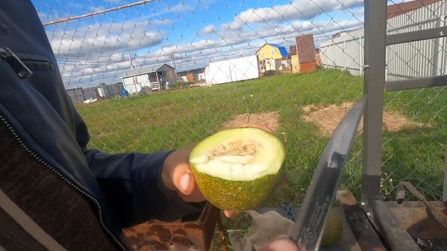 Осень на даче. Сажаем яблоню Белый Налив, ежевику и малину. смотреть онлайн