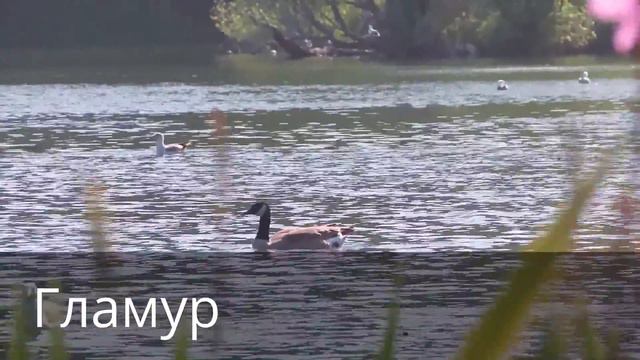 Птица В Реке смотреть онлайн