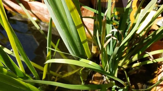 Обзор растений из Испании. Аризема и водные.2Недели спустя. смотреть онлайн