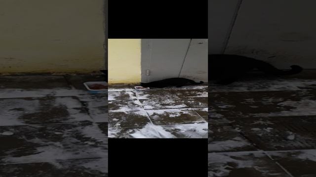 Черный котик! смотреть онлайн