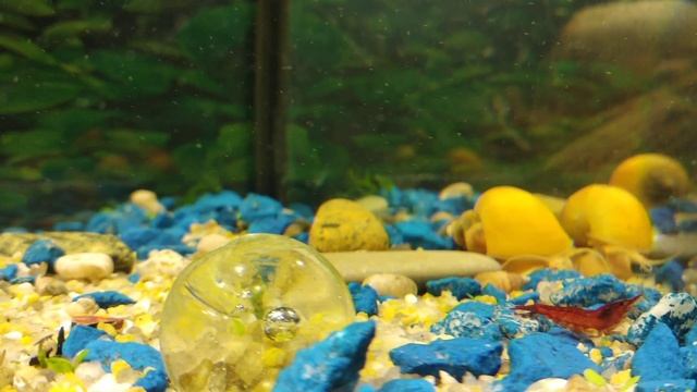 Креветки красная вишня,улитки ампулярии,аквариумный мох смотреть онлайн