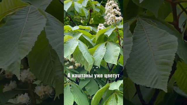 Цветение каштанов в Киеве смотреть онлайн