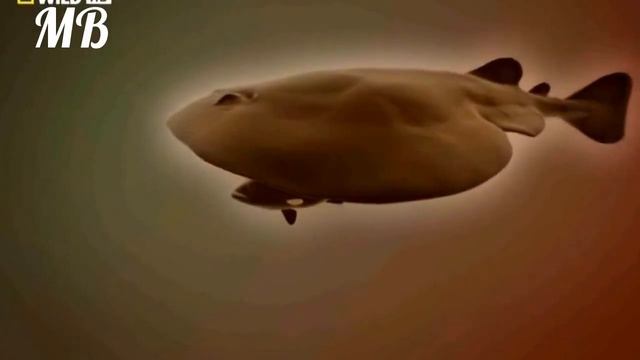 Электрический скат. Самые опасные обитатели океана. Морской мир.