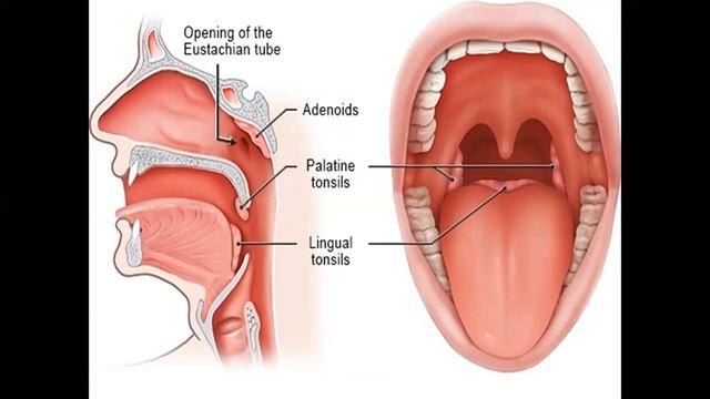 Halqum, Pharynx
