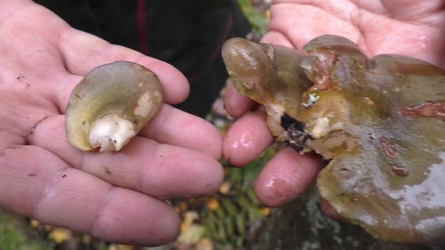 Вешенка осенняя - поздний съедобный гриб. смотреть онлайн