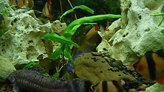 Псевдотрофеус Зебра смотреть онлайн