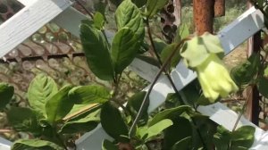 Кобея лазающая мой первый опыт выращивания