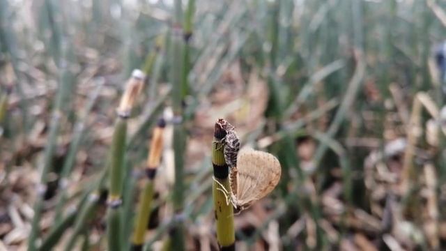 Winter moth: male and female, mating (Зимние пяденицы, спаривание) смотреть онлайн