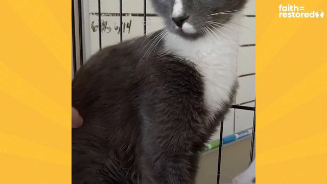 Stray Mama Cat Was So Feral That Rescuer Had To Wear Gloves Around Her | The Dodo Faith = Restored смотреть онлайн