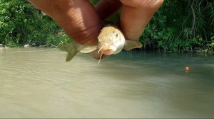 Не Обычная Рыбалка в Горной Речке в Дагестане