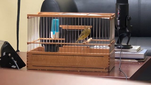 IMG 5854 Канарейка овсяночного напева N1272 , гр 2019, импровизатор смотреть онлайн