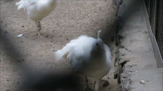 Павлины и туканы 12.05.2023 смотреть онлайн