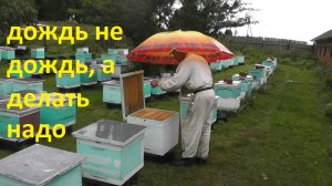 замена маток в момент закармливания