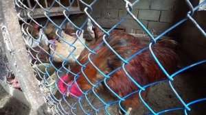 Способы объединения молодых кур со старыми