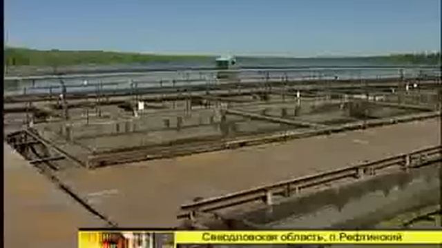 Черную икру начали производить в Свердловской области смотреть онлайн