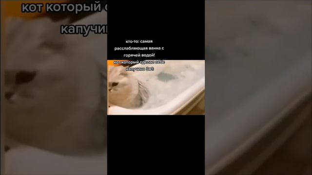 Кот сделал кофе 3 в 1 #мемы #memes #tiktok  #смешно #юмор #жиза #весело #приколы