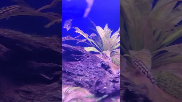 Tanganyikan Grow out Tank Love these Fish Fishrooms Life смотреть онлайн