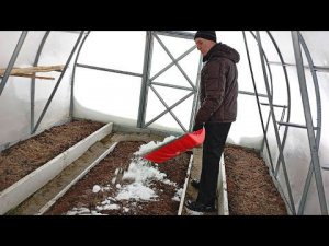 Почему очень важно накидать снег в теплицу в январе феврале марте? Томаты перец обожают талую воду.