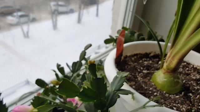 Декабрист,шлюмбергера.Начало цветения. смотреть онлайн