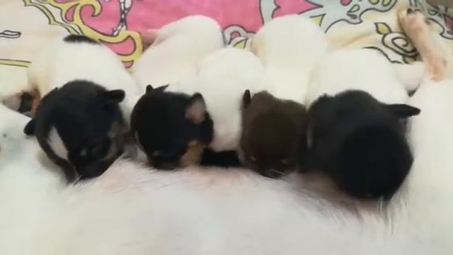 Z-litter Toy Fox Terriers Terra Baltika смотреть онлайн