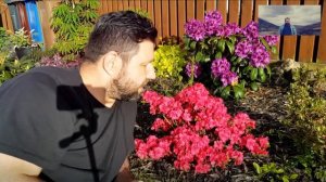 Azalia Japońska 'Maruschka' - Azalea Japonica 'Maruschka'