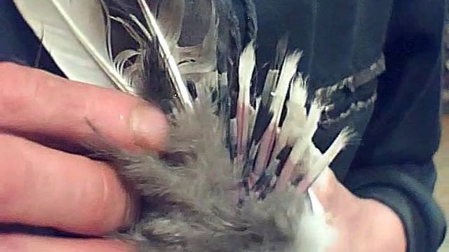 Голубь Гаврюня после перенесённой вертячки смотреть онлайн