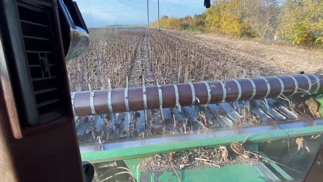 Наші жнива соняшнику 2022