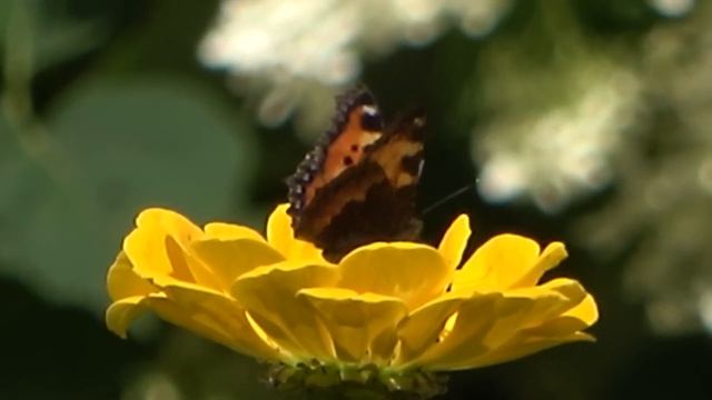 6 соток 30 июля 2022 год.  Хроника. Life In The Garden.