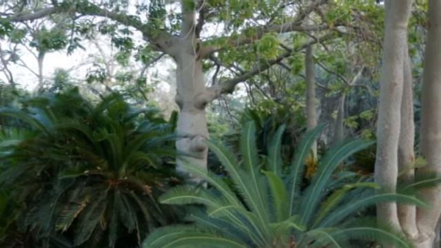 Kibbutz Ein Gedi  Botanical Garden  Israel