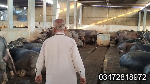 How to increase milk of Cows and Buffalos | Best 100% Solution By Dr.Jameel|Multi Talented Pakistan смотреть онлайн