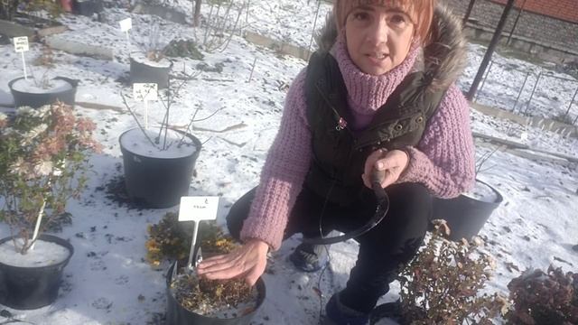 ХРИЗАНТЕМА МУЛЬТИФЛОРА.КАК СОХРАНИТЬ ХРИЗАНТЕМУ В ЗИМУ? смотреть онлайн
