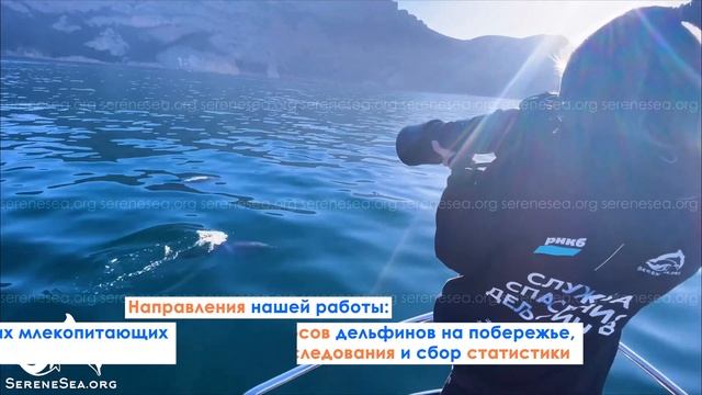 «БЕЗМЯТЕЖНОЕ МОРЕ» — Центр изучения, спасения и реабилитации морских млекопитающих