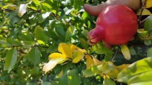 Выращивание граната Голюша в открытом грунте , плодоношение.