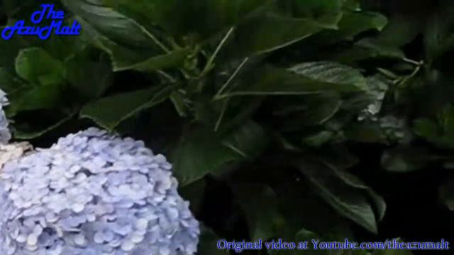 Beauty Hydrangea Garden смотреть онлайн