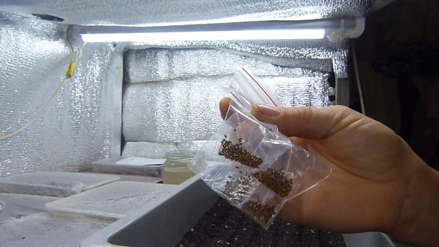 Тонкости посева Виоллы смотреть онлайн